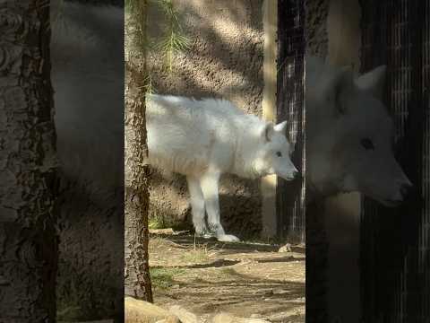 shorts バックヤードでの準備の様子が気になる燦那ちゃん　  ホッキョクオオカミ　那須どうぶつ王国にて　2025年… サムネイル