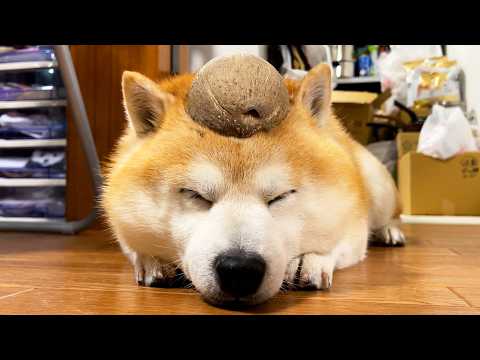 ココナッツぼうや サムネイル