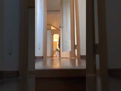 ママがお出かけに行こうとするとマッハでお見送りしてくれるスコ スコティッシュフォールド スコティッシュ子猫 折れ耳 ねこ サムネイル