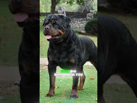 Rottweiler Male or Female 4 Big Differences You Should Know… サムネイル