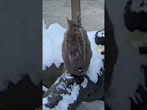 shorts ニホンリスの後ろ姿　那須どうぶつ王国　2026年1月12日 サムネイル