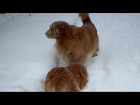 ミントの大冒険 がライブ配信中！ サムネイル