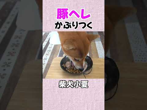 豚ヘレにかぶりつく 神戸 柴犬 shiba shibainu 癒し サムネイル