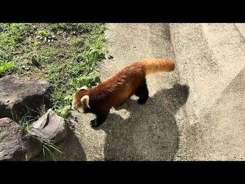 むにむにやって来た❣️令花ちゃん　レッサーパンダ　大森山動物園　IMG 3454 サムネイル