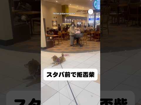 拒否柴‼️スタバに入りたい柴犬、まさかの行動に…   柴犬　犬　かわいい 犬のいる暮らし 面白い サムネイル