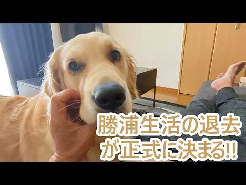 正式に勝浦の海暮らし退去が決まる。ゴールデンレトリバーティト サムネイル