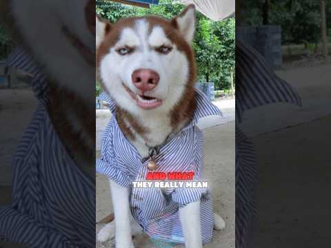 4 Weird Dog Behaviors and What They Really Mean shorts dog… サムネイル