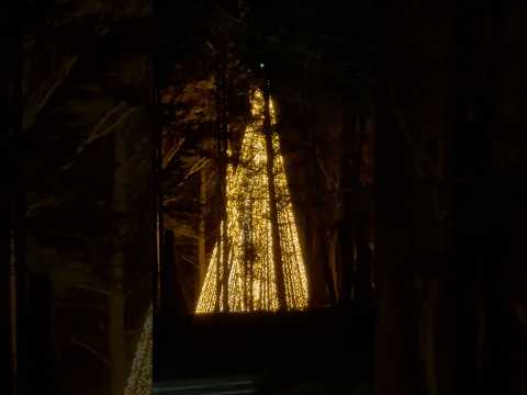 shorts 那須に現れた光のツリー🌲　2026年2月1日 サムネイル
