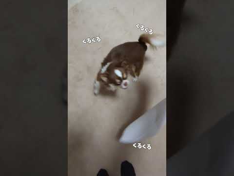 高速スピン→大ジャンプ！ shorts サムネイル