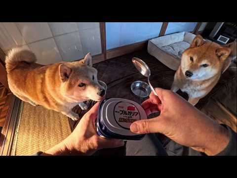 ヨーグルトを食べよう！Let's eat some yogurt! サムネイル