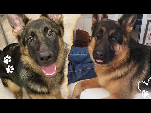 These 4 Health Problems Affect Most German Shepherds サムネイル