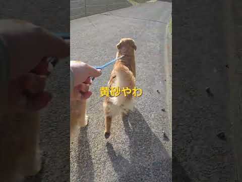 黄砂で霞んだ空でもトン君とイロハはピッカピカ ゴールデンレトリバー 大型犬のいる生活 goldenretriever… サムネイル
