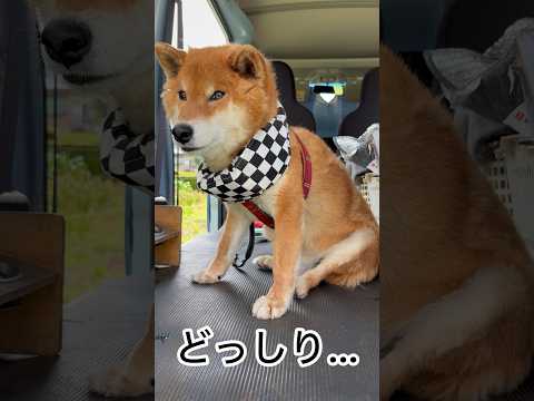’26.5.29 力丸の暑さ対策… 柴犬 shibainu 柴犬のいる暮らし 柴犬の日常 暑さ対策 力丸 サムネイル