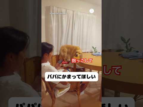 パパが大好きすぎて、構ってほしい犬　ゴールデンレトリバー 大型犬　犬　かわいい犬 犬のいる暮らし サムネイル