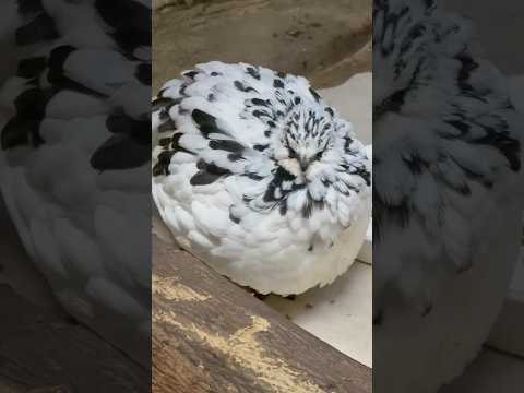 shorts ニホンライチョウくん　那須どうぶつ王国　2026年3月29日 サムネイル