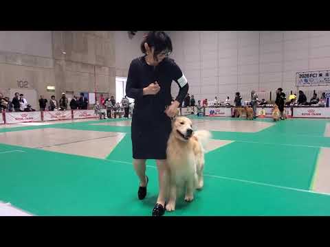 FCI東北インターナショナルドッグショー ゴールデンレトリバー 2026/5/24 サムネイル