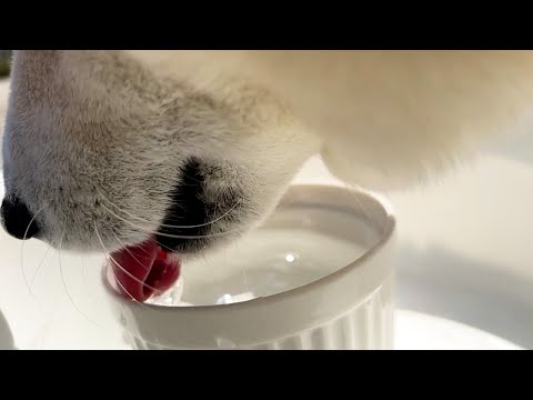 柴犬がいつまでも水をちゃぷちゃぷ飲んでいる理由 サムネイル