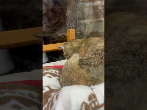 shorts ネネくんとチャチャくん　ワンニャンリビング　那須どうぶつ王国にて　2026年4月11日 サムネイル