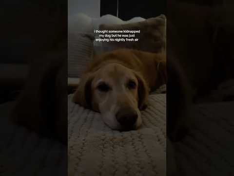 coming home to my golden retriever🥵 goldenretreiver dog ind… サムネイル