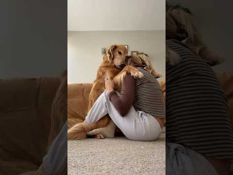 dog-tor coby to rescue🛟goldenpup puppy goldenpupppy dogbree… サムネイル