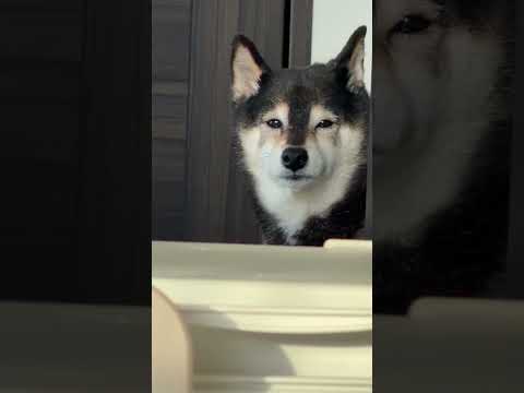 横になる飼い主を見て黒柴が思ったこと サムネイル