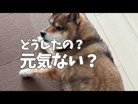 柴犬の元気がないと思ったら・・・ サムネイル