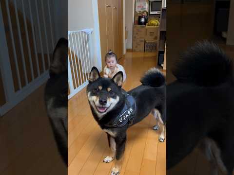 10ヶ月赤ちゃんのハイハイを見守る柴犬 サムネイル