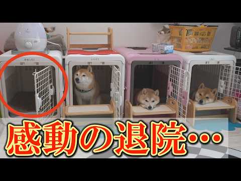 入院していた兄柴犬が3日ぶりに帰宅。大喜びする弟と妹にジーンときました。 サムネイル
