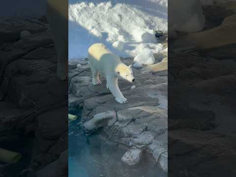 shorts ホッキョクグマのゆめちゃん　王子動物園　2025年12月27日 サムネイル