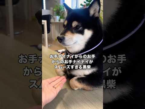 お手ナイナイからのお手からのお手ナイナイ 柴犬 黒柴 日本犬 柴犬のいる暮らし サムネイル