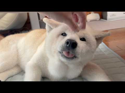 いとこのお姉ちゃんがお誕生日のお祝いしにきてくれて最高に嬉しそうな柴犬とサモエド&巨大チャーシュー作り