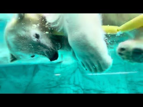 泳ぐモモ太🍑くん ホッキョクグマ 男鹿水族館GAO 2026年9月21日