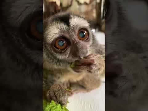 よっちゃんに沢山のプレゼント頂きました♪動物 動物園 おばあちゃん サムネイル