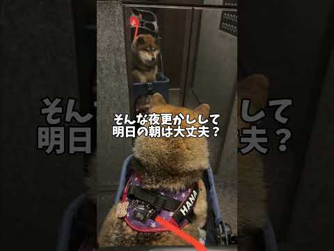 夜更かしした柴犬の朝 サムネイル