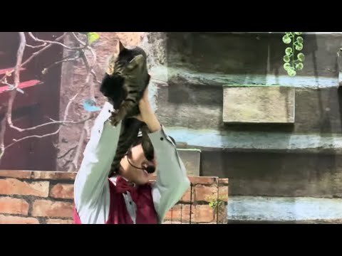 ネネ〜！なかなか見れない猫によるショー ザ・キャッツ　那須どうぶつ王国にて　2025年1月9日 サムネイル