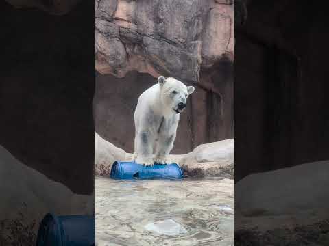 【静岡市立日本平動物園】元気に遊ぶ！ホッキョクグマのバニラ🐻‍❄️　shorts サムネイル