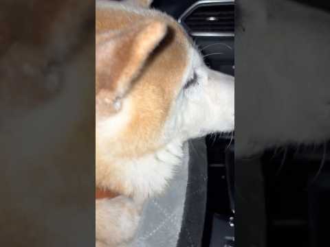 柴犬福 半角(兄)に付けられた異名の説明を姉から受ける柴犬🤣Sis and Shiba🤣姉と柴 shorts 柴犬 s…