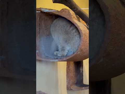 shorts ロータスくん 熱心に毛づくろい中〜　マヌルネコ　埼玉県こども動物自然公園にて　2026年3月7日 サムネイル