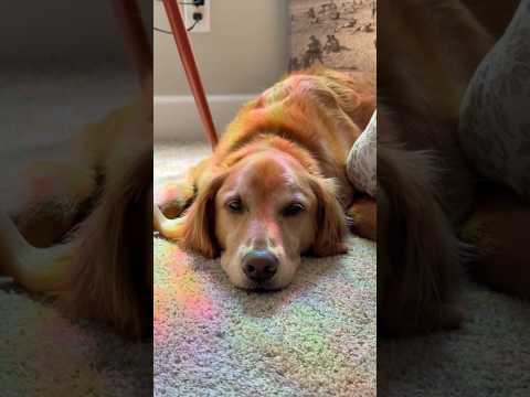 coming home to my golden retriever🥵goldenretreivers dog pup… サムネイル