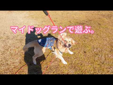 マイドッグランでヒャッホー状態な大型犬。ゴールデンレトリバーティト サムネイル