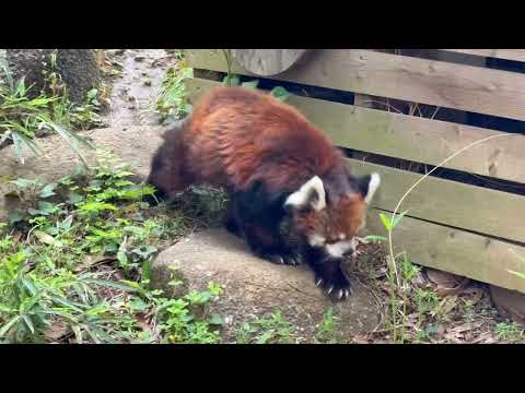 朝のお散歩中の風太くん　レッサーパンダ　千葉市動物公園にて　2026年4月18日 サムネイル