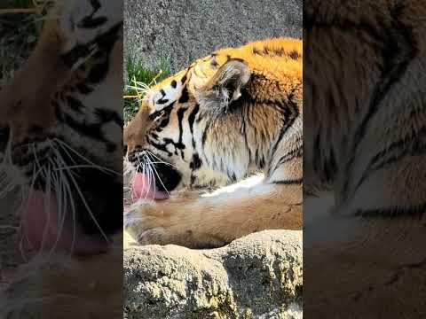 shorts アムールトラ🐯のサーシャちゃん　浜松市動物園　2026年2月14日　IMG 8405 サムネイル