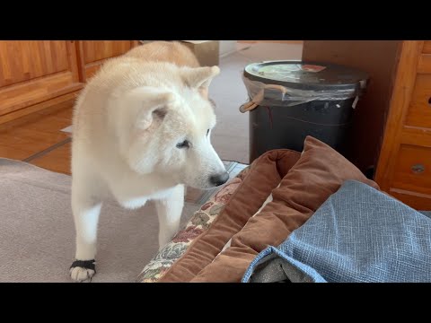 赤ちゃんを迎え入れるため模様替えをしていたら、なんだか寂しそうな表情を見せだす柴犬を見て抱きしめたくなりました。 サムネイル