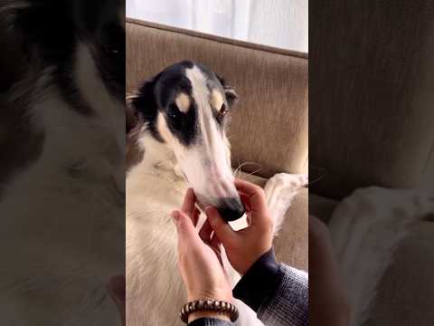 ボルゾイの意外なところをもっと知って欲しい。 ボルゾイ 大型犬 超大型犬 shorts