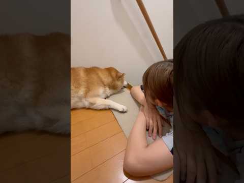 柴犬福 姉に謎すぎる名前で呼ばれてしまう柴犬🤣Sis and Shiba🤣姉と柴 shorts japanesedog… サムネイル