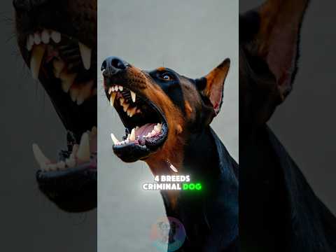 4 Breeds Criminal Dog Fighting Rings Often Use shorts dog p… サムネイル