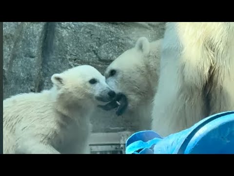ママに怒られちゃうモモ太🍑くん　ホッキョクグマ　男鹿水族館GAO 2026年5月22日　IMG 4906 サムネイル