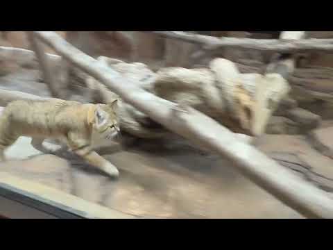 タカタカタカタカ🐾アルドくん　スナネコ　那須どうぶつ王国にて　2026年1月9日 サムネイル