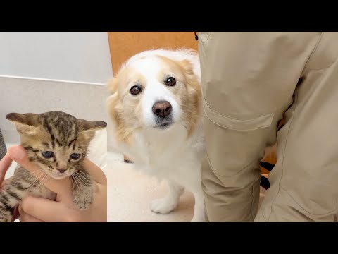 子猫の病院の付き添いだと思ってたのに、自分も注射と悟った時の犬の反応...【ボーダーコリー・ゴールデンレトリバー】