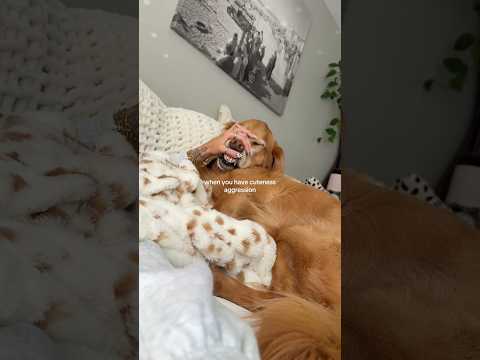 ASMR in House Cleaning🧽india retreiver dog puppy goldenretr… サムネイル